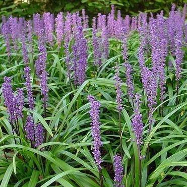 Liriope Muscari Ingwersen  butași trandafiri de grădină