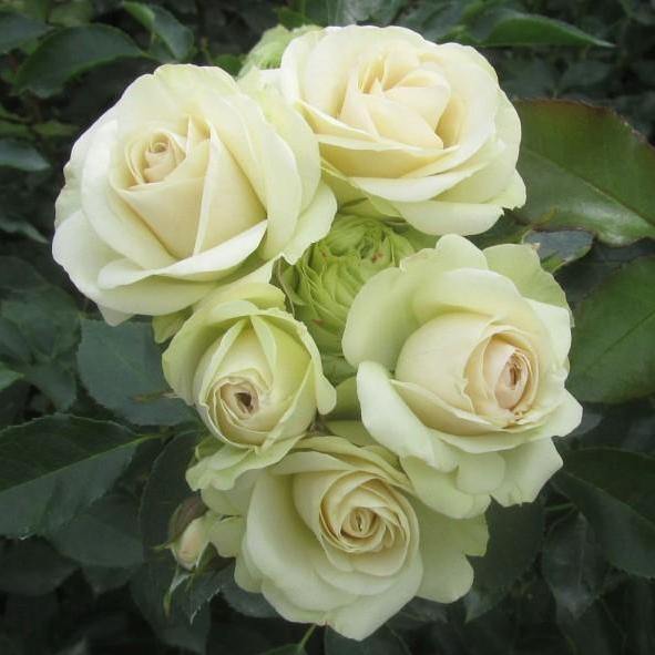 Lovely Green Trandafir Floribunda butași trandafiri de grădină