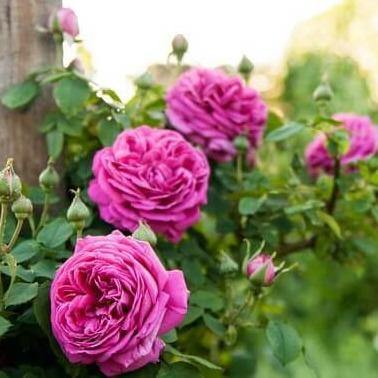 Madame Isaac Pereire Trandafir Cățărător Urcător butași trandafiri de grădină