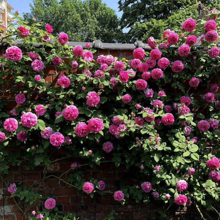 Madame Isaac Pereire Trandafir Cățărător Urcător butași trandafiri de grădină