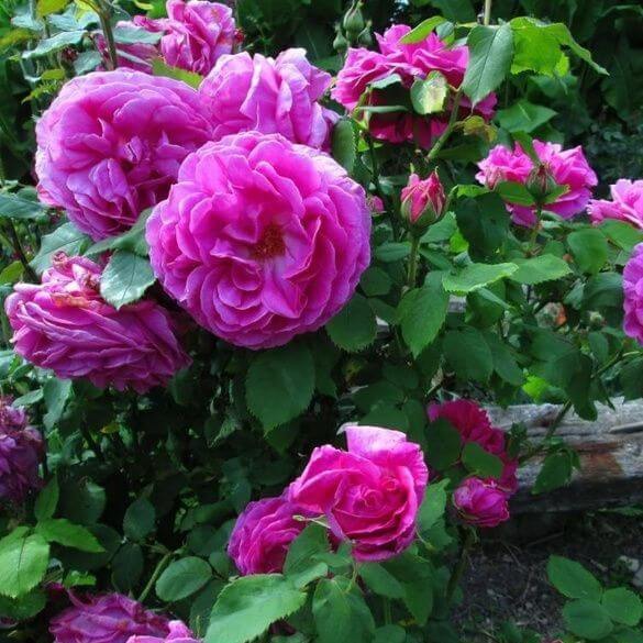 Madame Isaac Pereire Trandafir Cățărător Urcător butași trandafiri de grădină