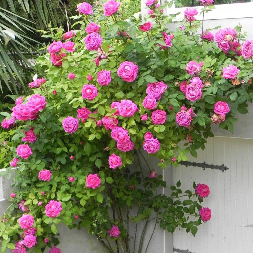 Madame Isaac Pereire Trandafir Cățărător Urcător butași trandafiri de grădină