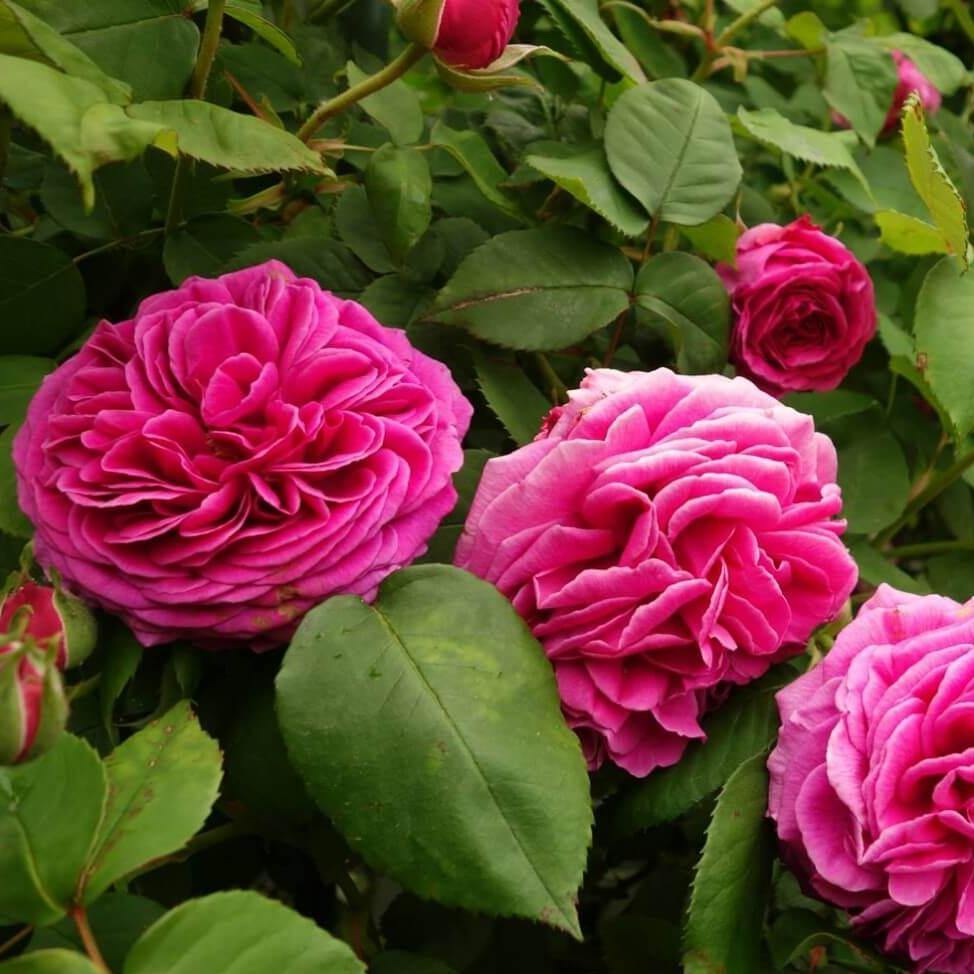 Madame Isaac Pereire Trandafir Cățărător Urcător butași trandafiri de grădină