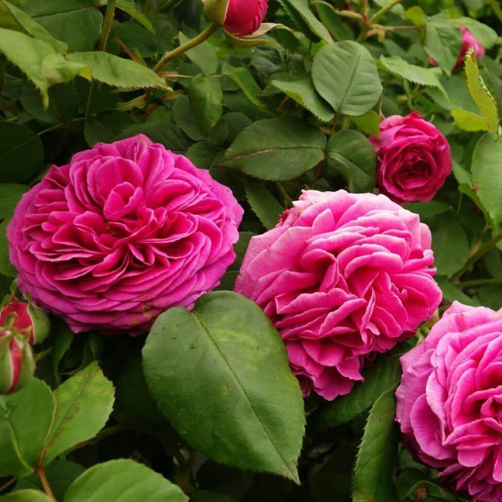 Madame Isaac Pereire Trandafir Cățărător Urcător butași trandafiri de grădină