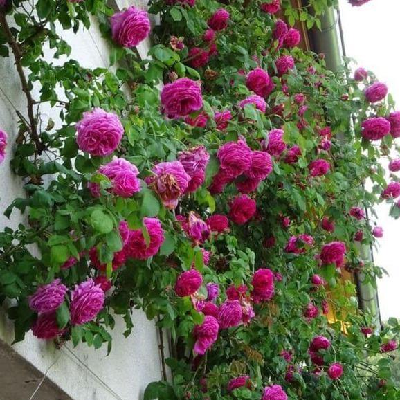 Madame Isaac Pereire Trandafir Cățărător Urcător butași trandafiri de grădină