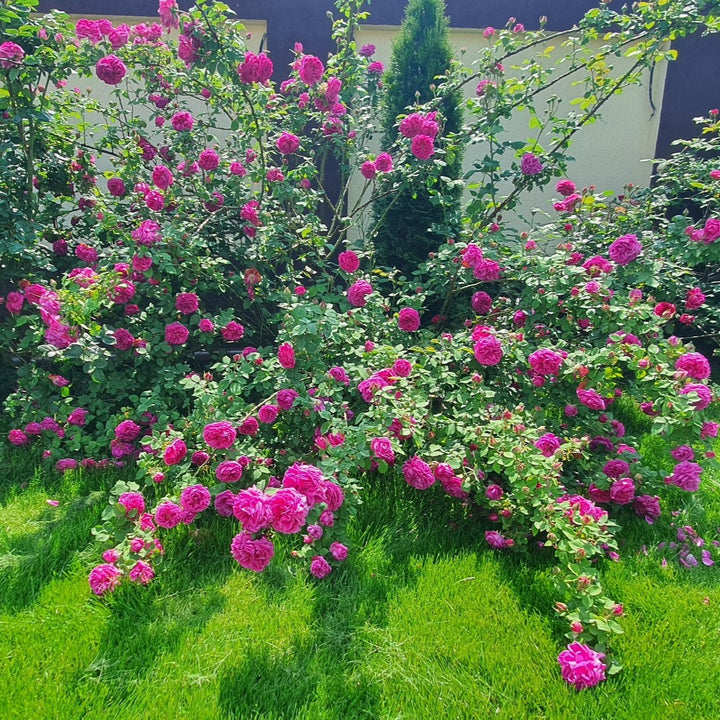 Madame Isaac Pereire