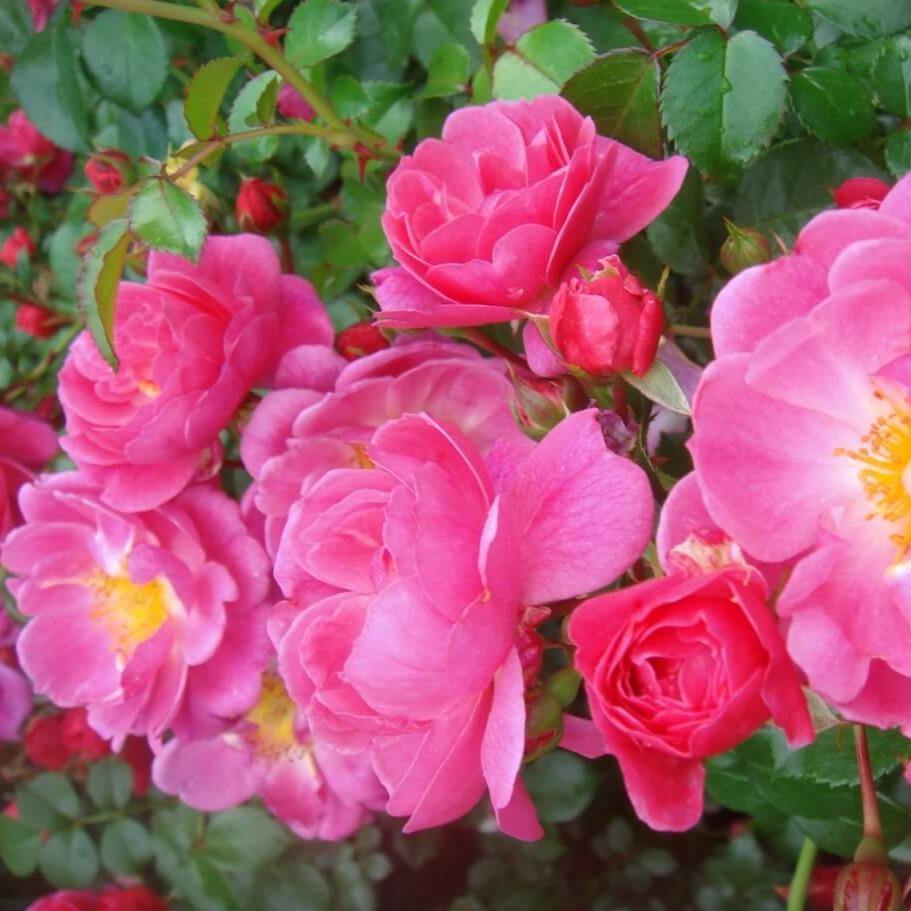 Magic Meillandecor Butasi trandafiri de gradina butași trandafiri de grădină