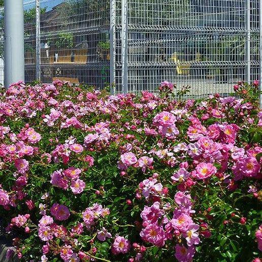 Magic Meillandecor Butasi trandafiri de gradina butași trandafiri de grădină