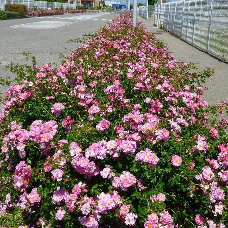 Magic Meillandecor Butasi trandafiri de gradina butași trandafiri de grădină