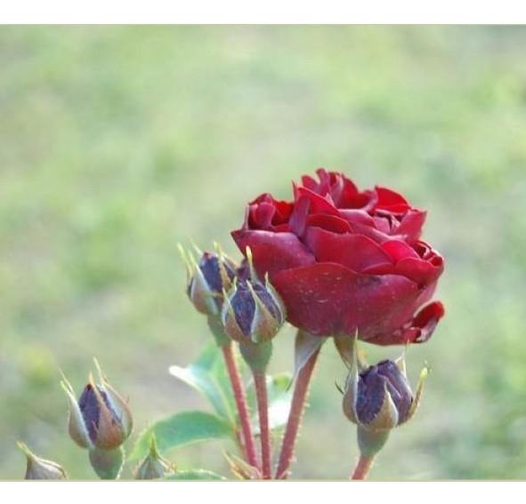 Malicorne Trandafir Floribunda butași trandafiri de grădină