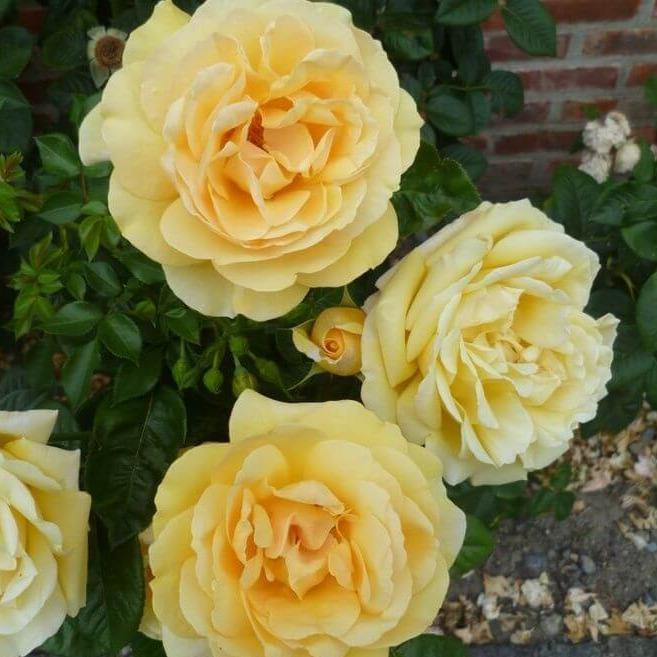 Michelangelo Trandafir Teahibrid butași trandafiri de grădină