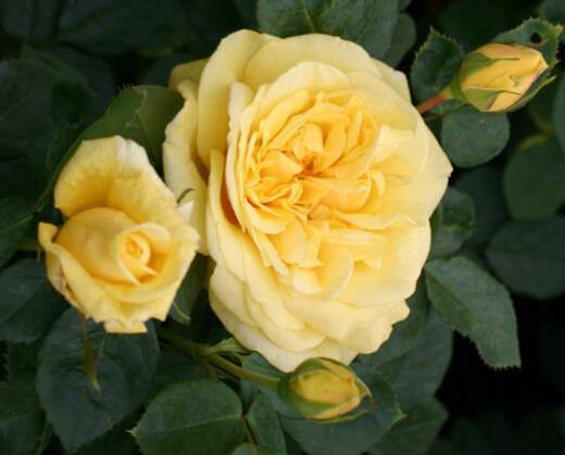 Michelangelo Trandafir Teahibrid butași trandafiri de grădină