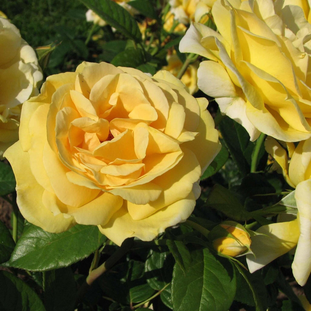 Michelangelo Trandafir Teahibrid butași trandafiri de grădină