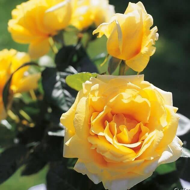 Michelangelo Trandafir Teahibrid butași trandafiri de grădină