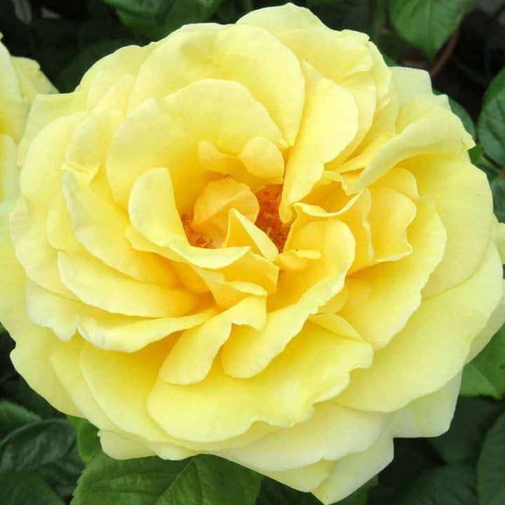 Michelangelo Trandafir Teahibrid butași trandafiri de grădină