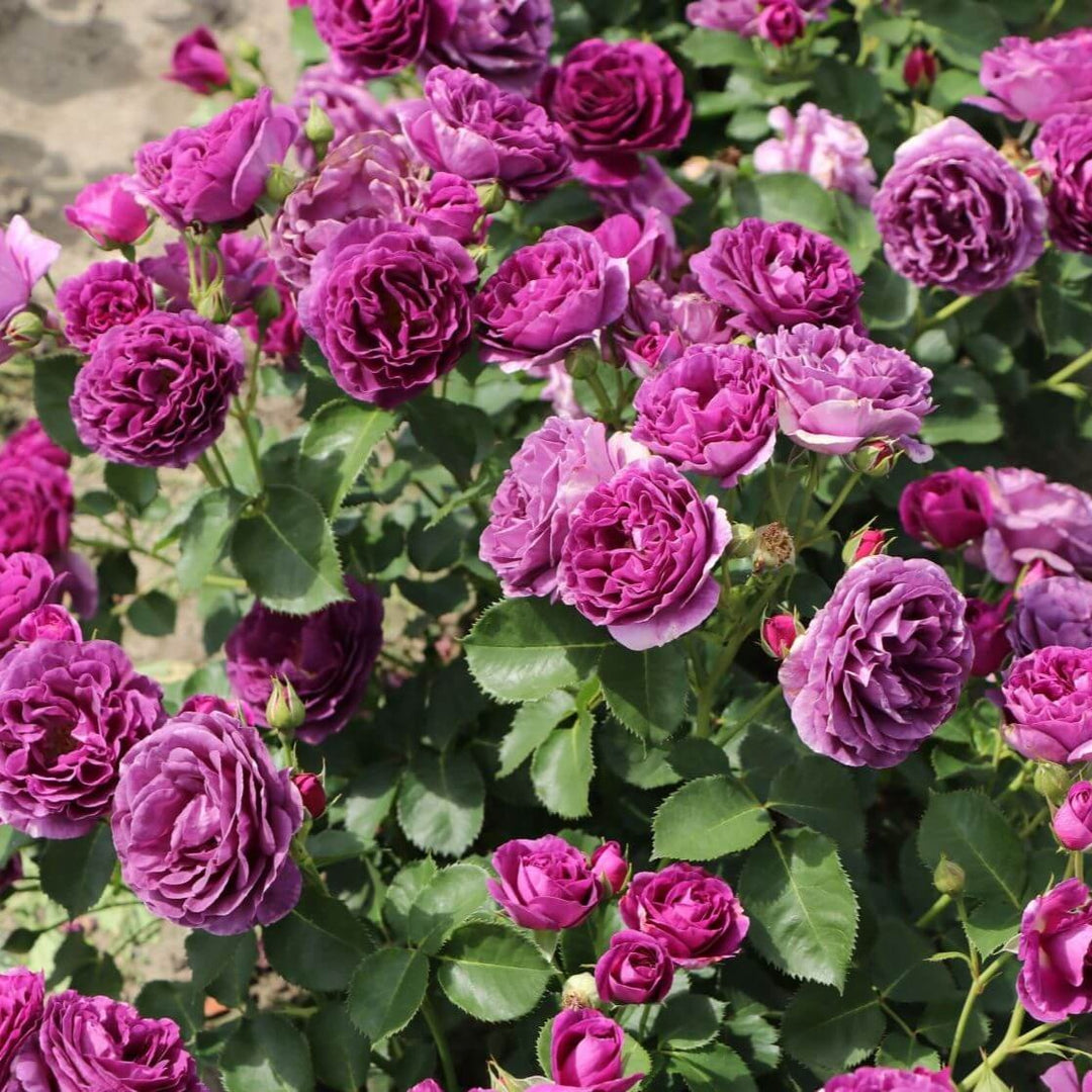 Minerva Trandafir Floribunda butași trandafiri de grădină