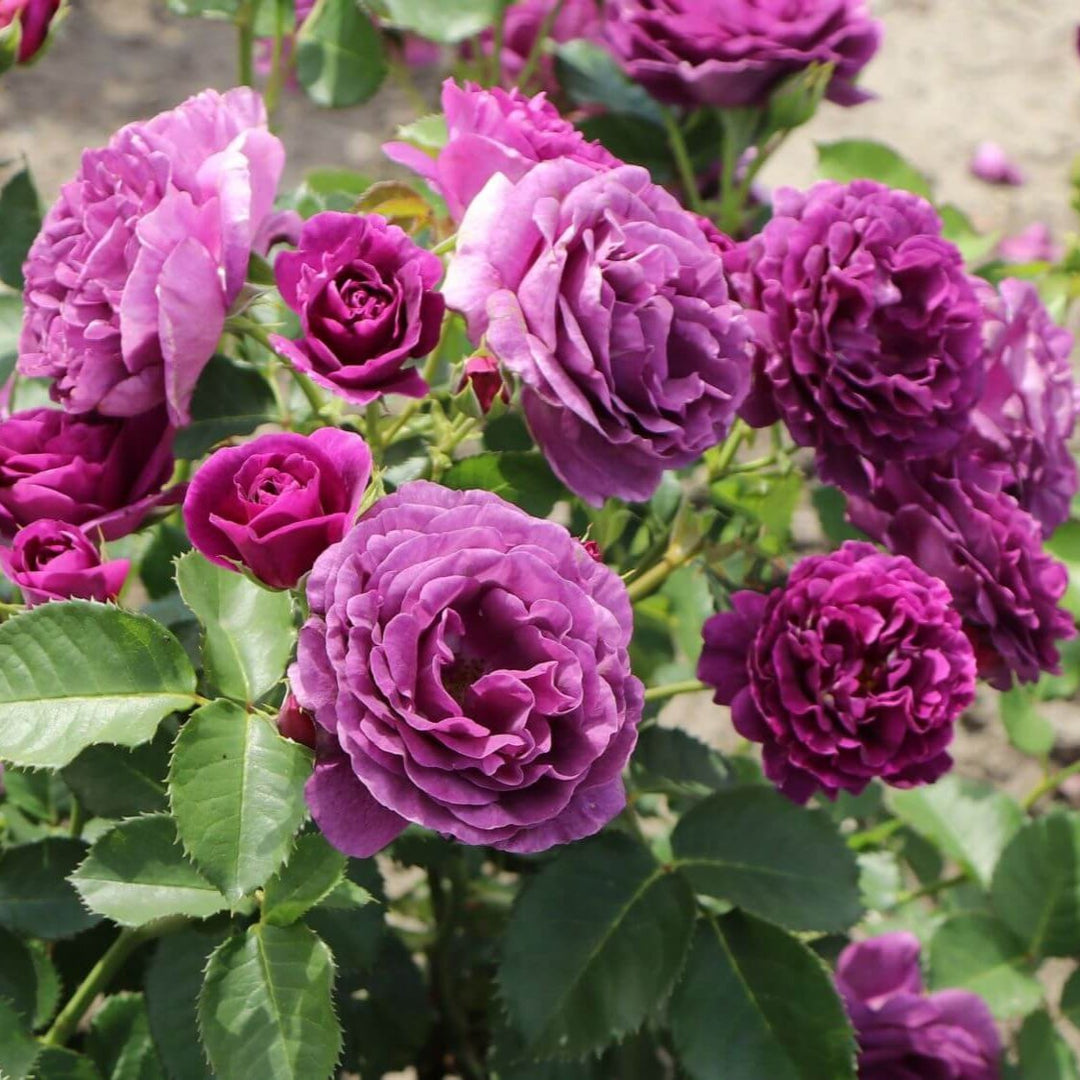 Minerva Trandafir Floribunda butași trandafiri de grădină