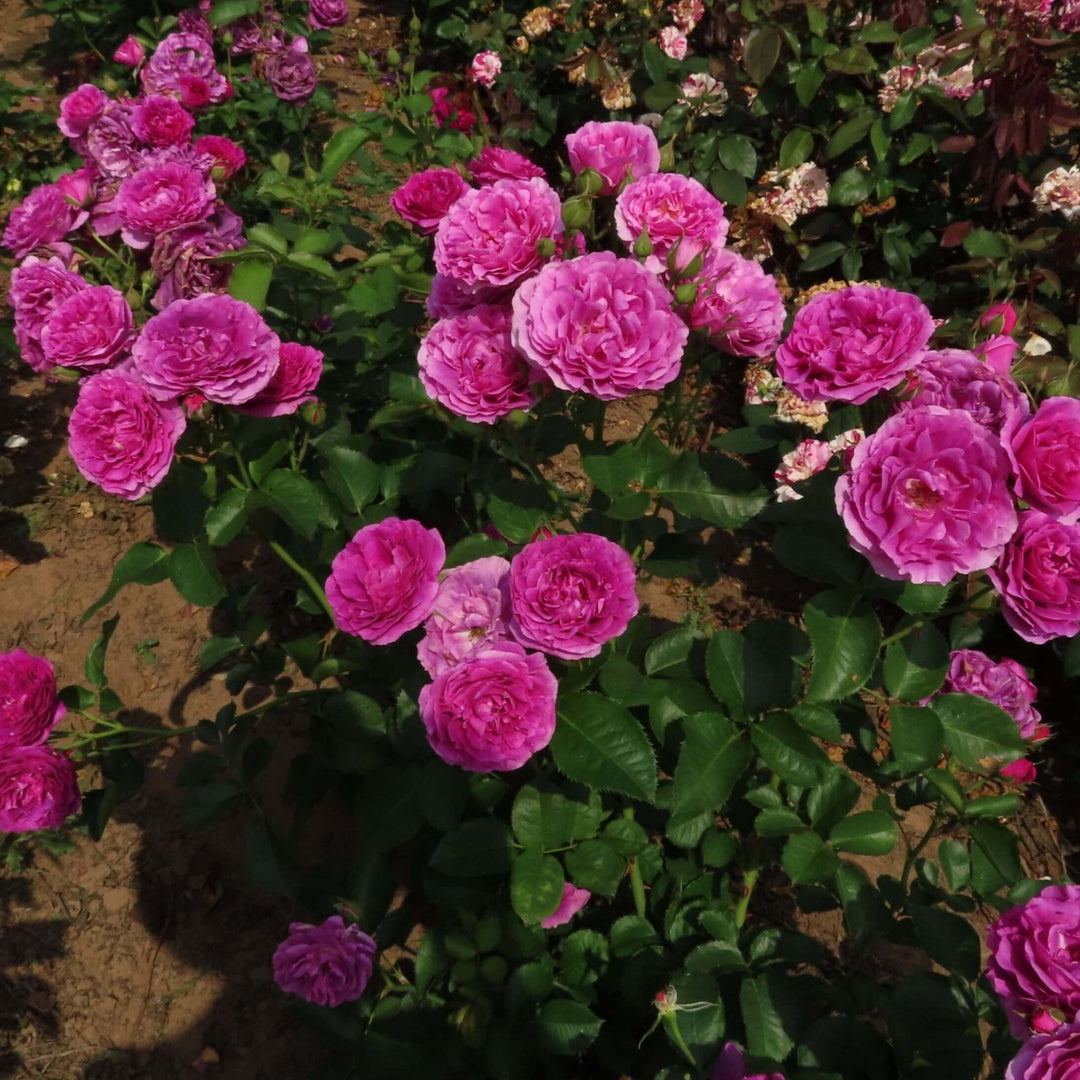 Minerva Trandafir Floribunda butași trandafiri de grădină