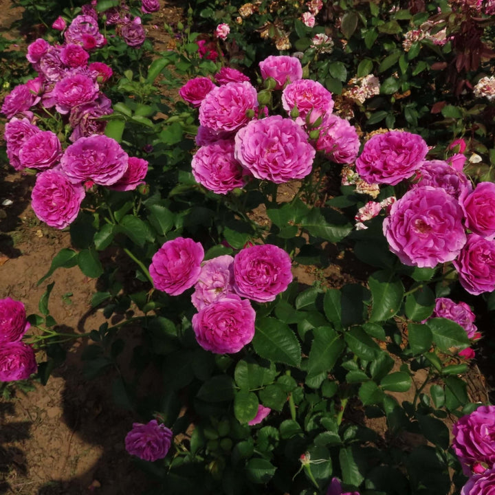 Minerva Trandafir Floribunda butași trandafiri de grădină