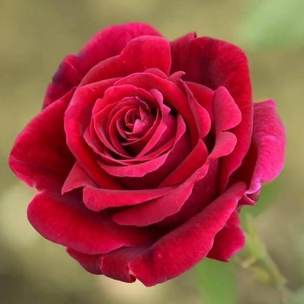 Mister Lincoln Trandafir Teahibrid butași trandafiri de grădină