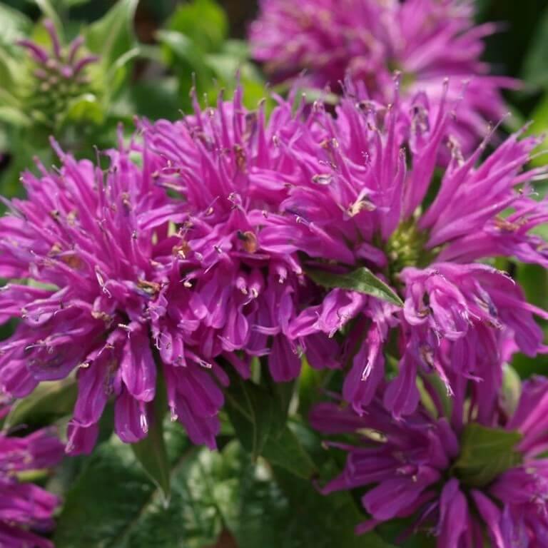 Monarda Bee Pure Perene butași trandafiri de grădină