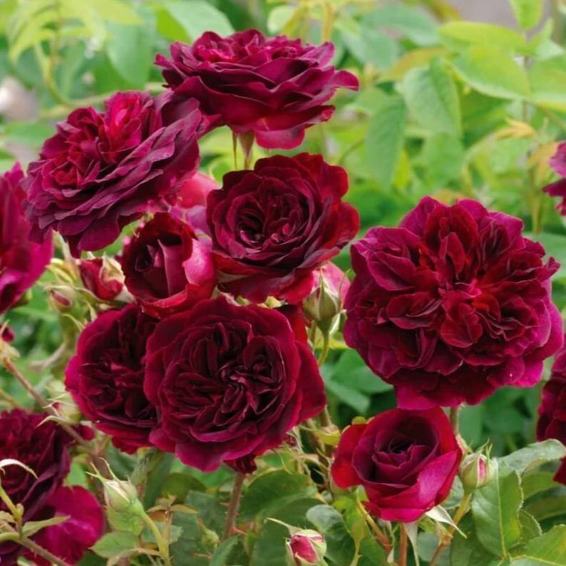 Munstead Wood Trandafir Englezesc Floribunda butași trandafiri de grădină