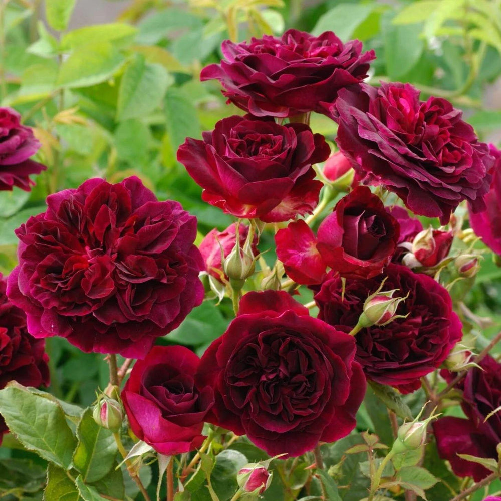 Munstead Wood Trandafir Englezesc Floribunda butași trandafiri de grădină