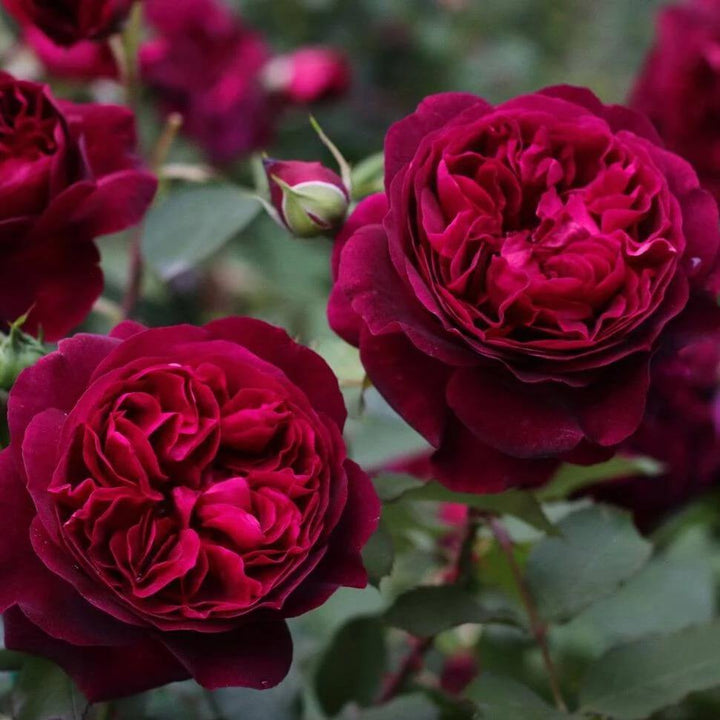 Munstead Wood Trandafir Englezesc Floribunda butași trandafiri de grădină
