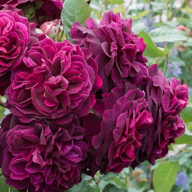Munstead Wood Trandafir Englezesc Floribunda butași trandafiri de grădină