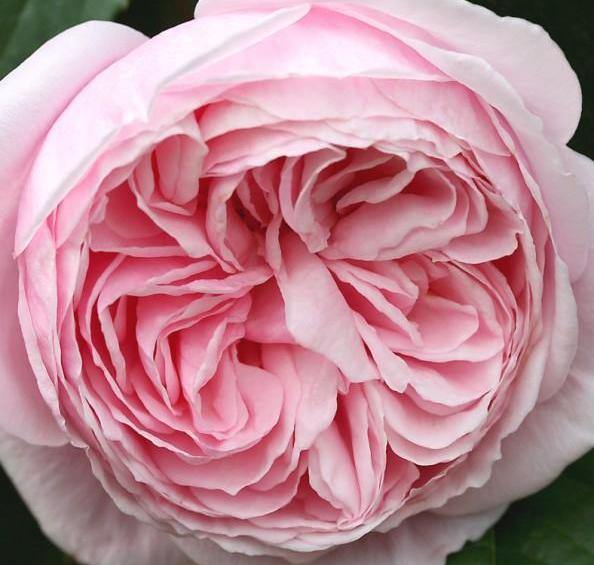 Nahema Trandafir Cățărător Urcător butași trandafiri de grădină