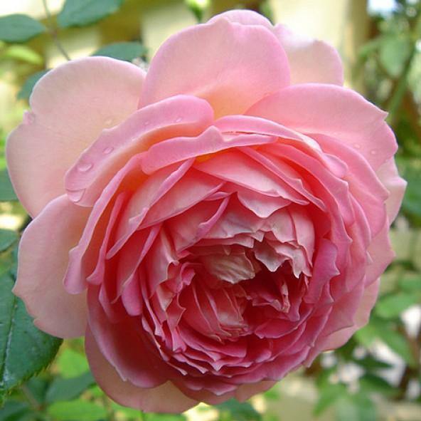 Nahema Trandafir Cățărător Urcător butași trandafiri de grădină