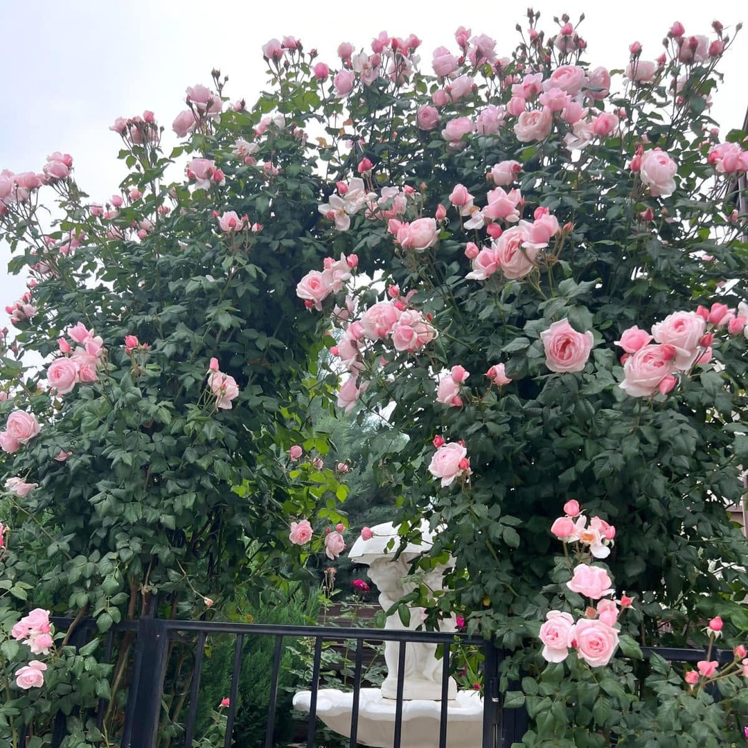 Famous Roses