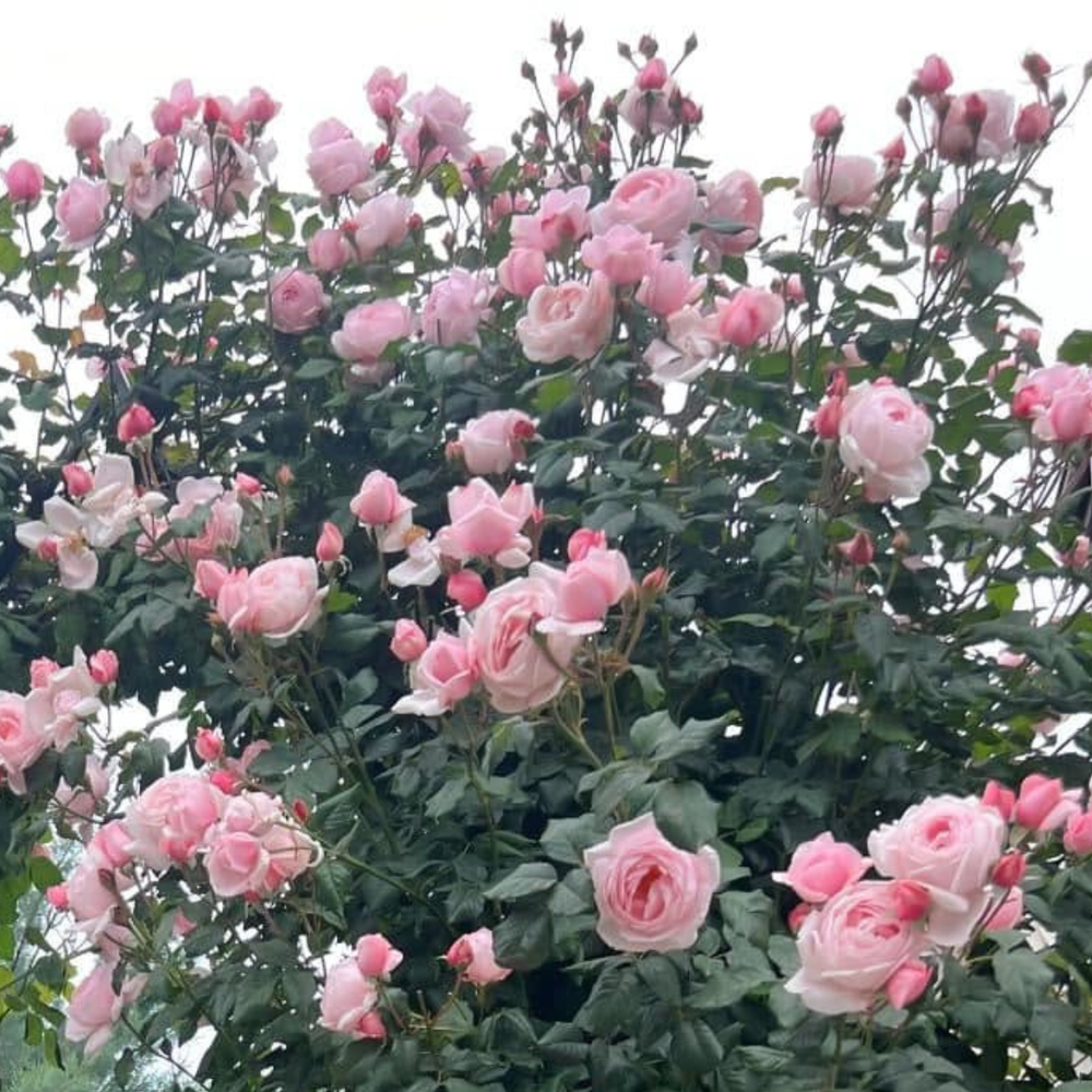 Famous Roses