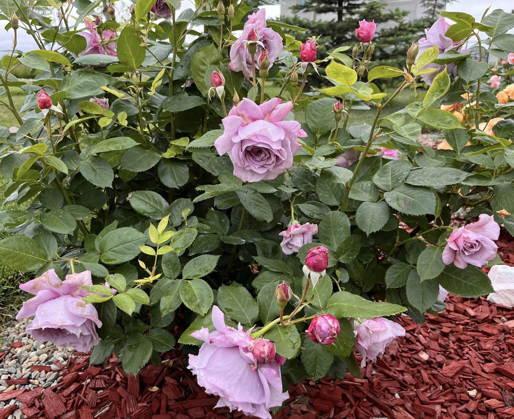 Novalis Trandafir Floribunda butași trandafiri de grădină