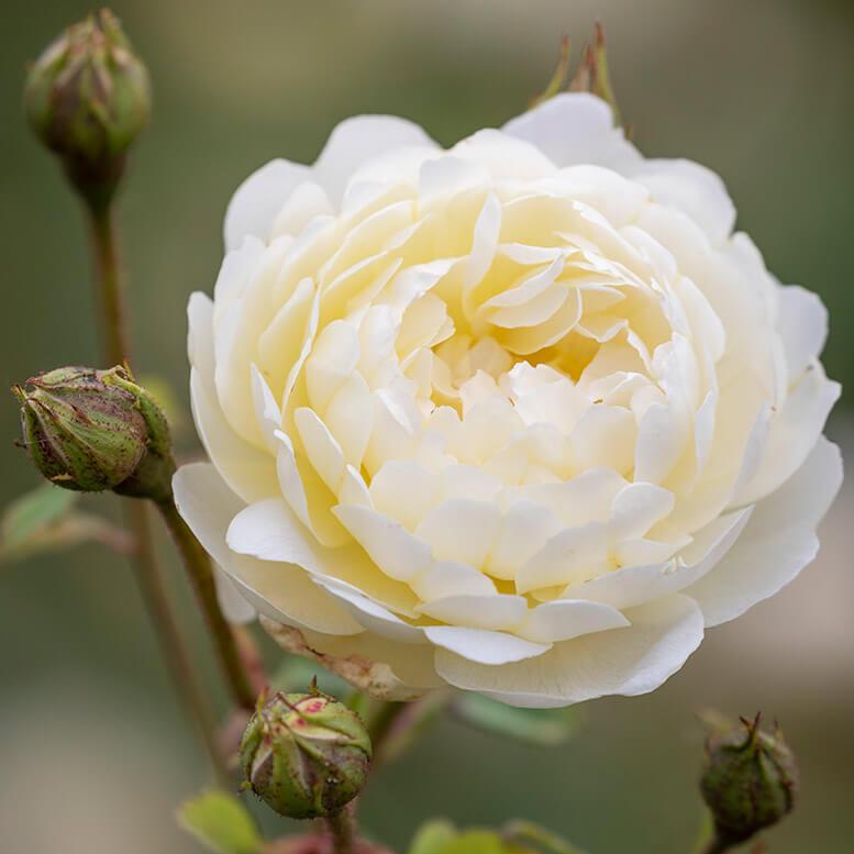 Nye Bevan Trandafir Englezesc Floribunda butași trandafiri de grădină
