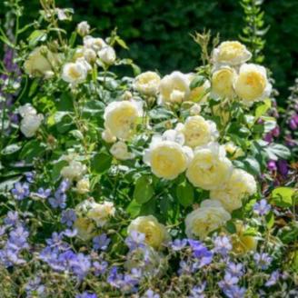 Nye Bevan Trandafir Englezesc Floribunda butași trandafiri de grădină