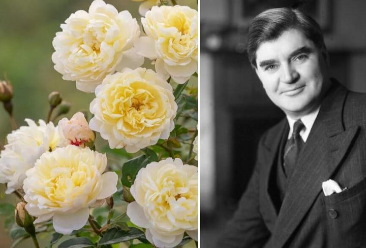 Nye Bevan Trandafir Englezesc Floribunda butași trandafiri de grădină