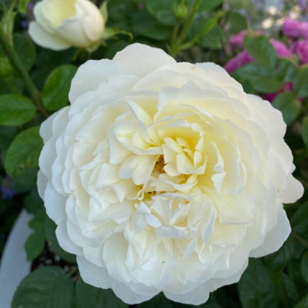 Nye Bevan Trandafir Englezesc Floribunda butași trandafiri de grădină