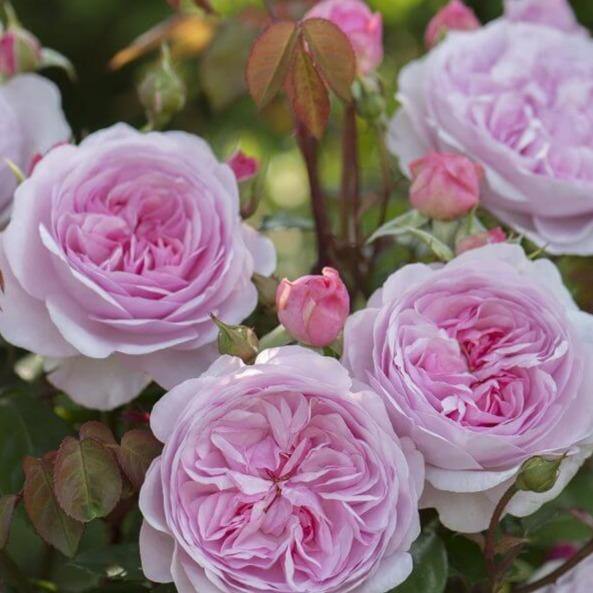 Olivia Rose Trandafir Englezesc Floribunda butași trandafiri de grădină