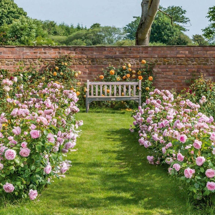 Olivia Rose Trandafir Englezesc Floribunda butași trandafiri de grădină