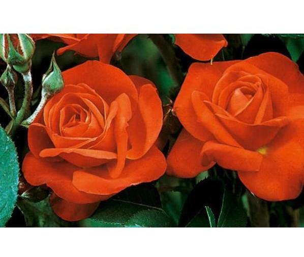Orange Sensation Trandafir Floribunda butași trandafiri de grădină