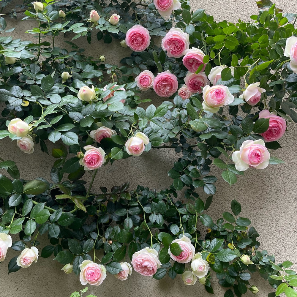 Eden Rose (Pierre de Ronsard) – trandafir urcător cățărător - butași