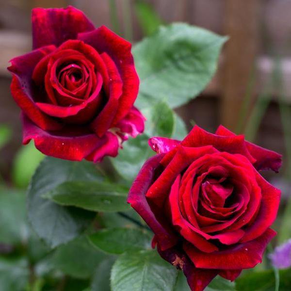 Papa Meilland Trandafir Teahibrid butași trandafiri de grădină