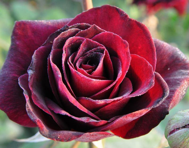 Papa Meilland Trandafir Teahibrid butași trandafiri de grădină