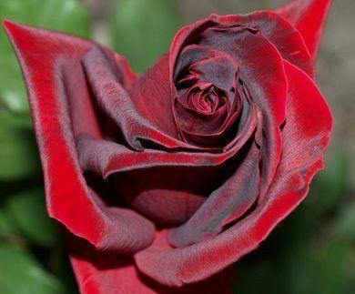 Papa Meilland Trandafir Teahibrid butași trandafiri de grădină