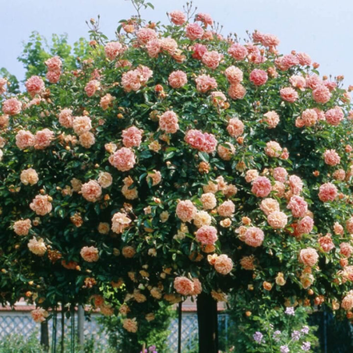 Papi Delbard Trandafir Cățărător Urcător butași trandafiri de grădină