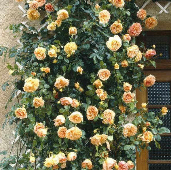 Papi Delbard Trandafir Cățărător Urcător butași trandafiri de grădină