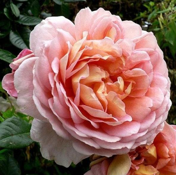 Papi Delbard Trandafir Cățărător Urcător butași trandafiri de grădină