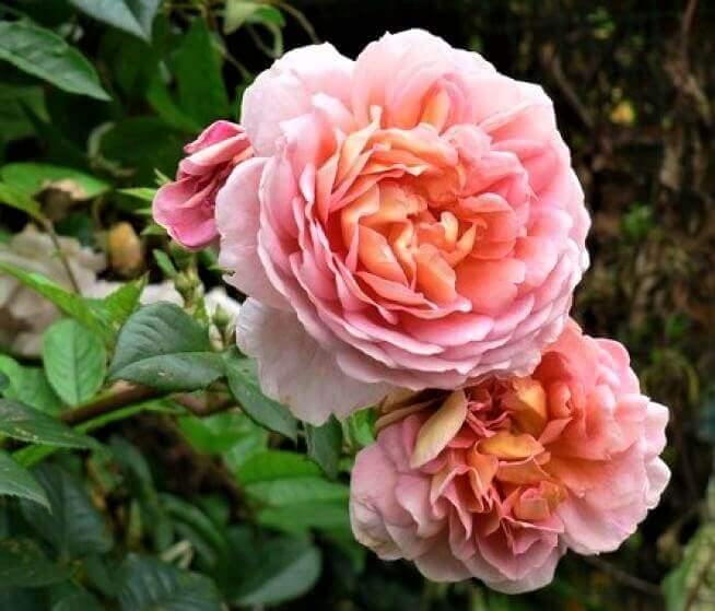 Papi Delbard Trandafir Cățărător Urcător butași trandafiri de grădină