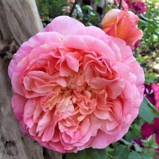 Papi Delbard Trandafir Cățărător Urcător butași trandafiri de grădină